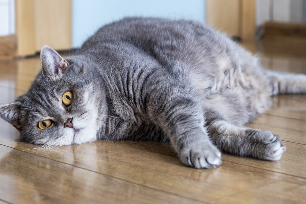 chat obèse allongé sur le sol  - Mon chat est obèse : quelle alimentation lui donner ?
