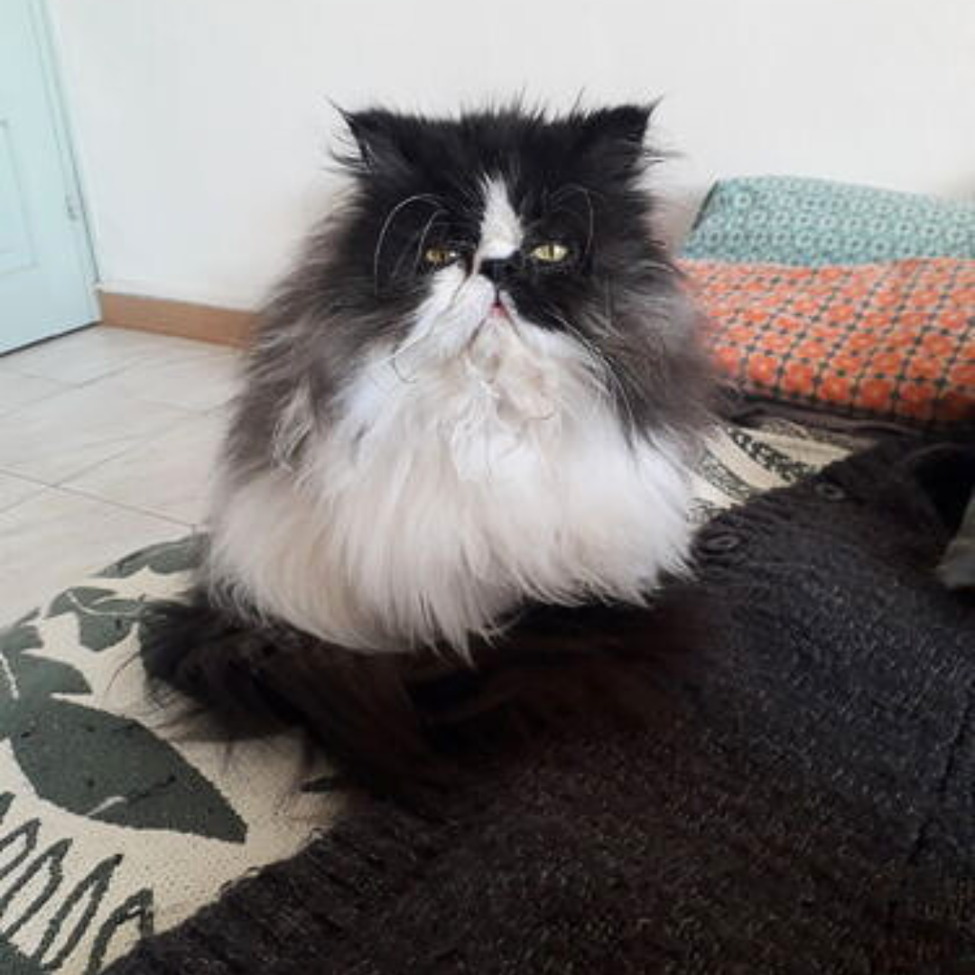 Chat Persan aux longs poils 