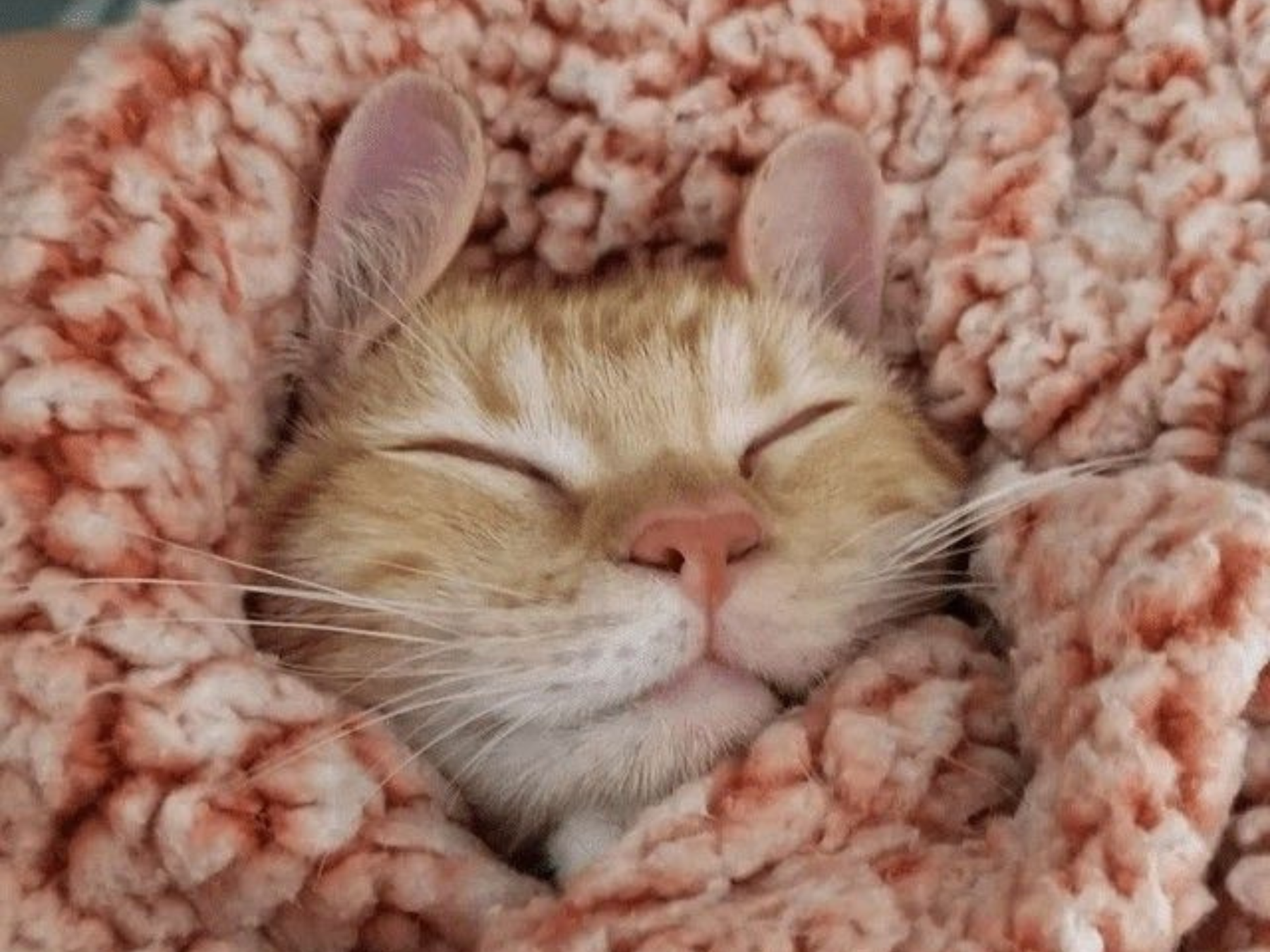 chat roux dans un plaid rose