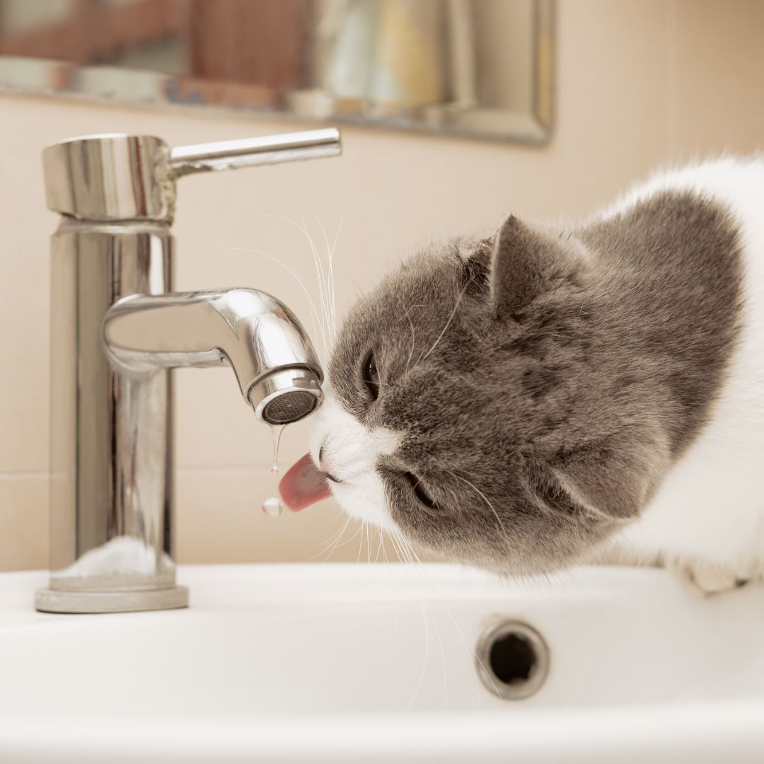 Chat adulte qui boit au robinet