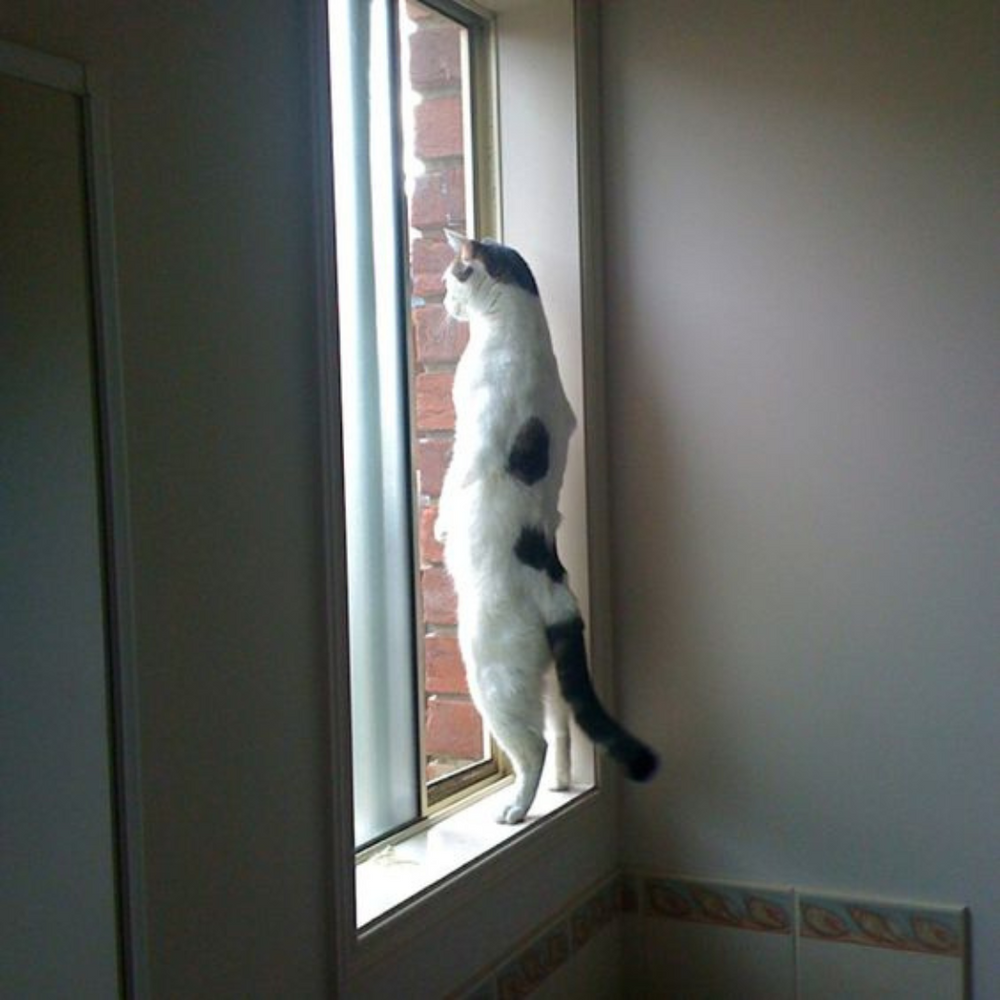 Chat qui espionne à la fenêtre - 10 preuves que nos chats sont des espions