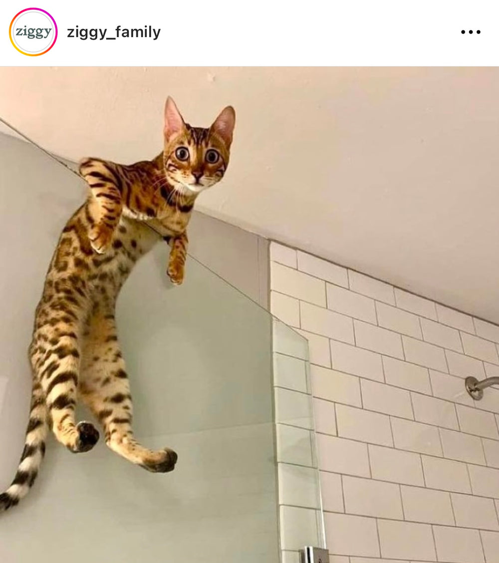 chat qui escalade la porte de la salle de bains  - Top 10 des bonnes résolutions à prendre avec son chat en 2024