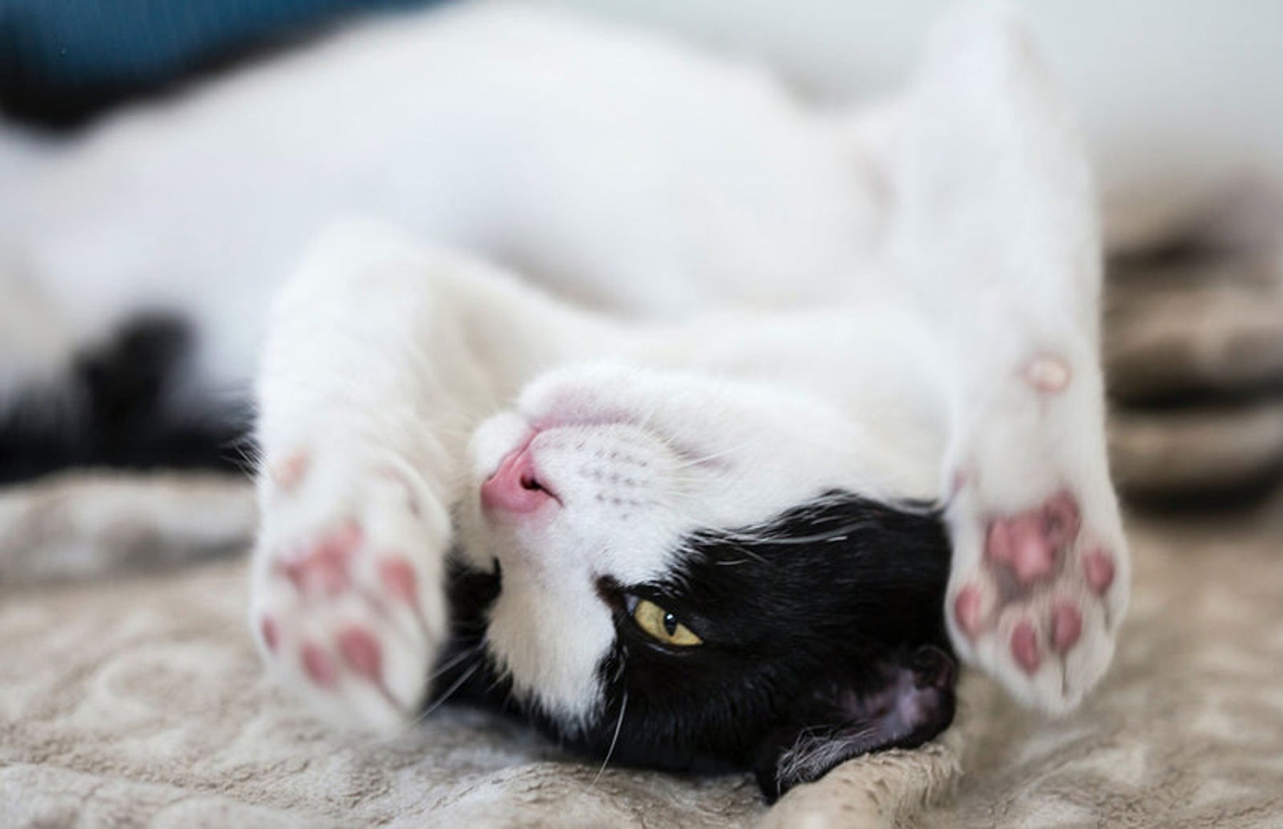 chat allongé sur le dos