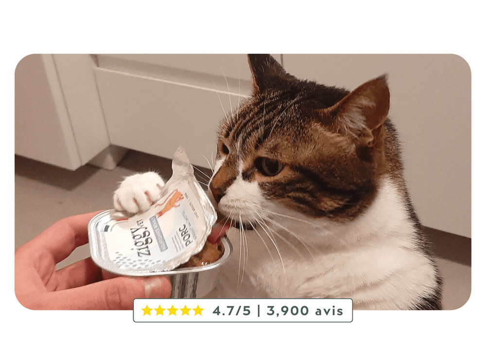 Chat adulte souffrant d'insuffisance rénale en train de manger la pâtée Ziggy Vet pour chat IRC