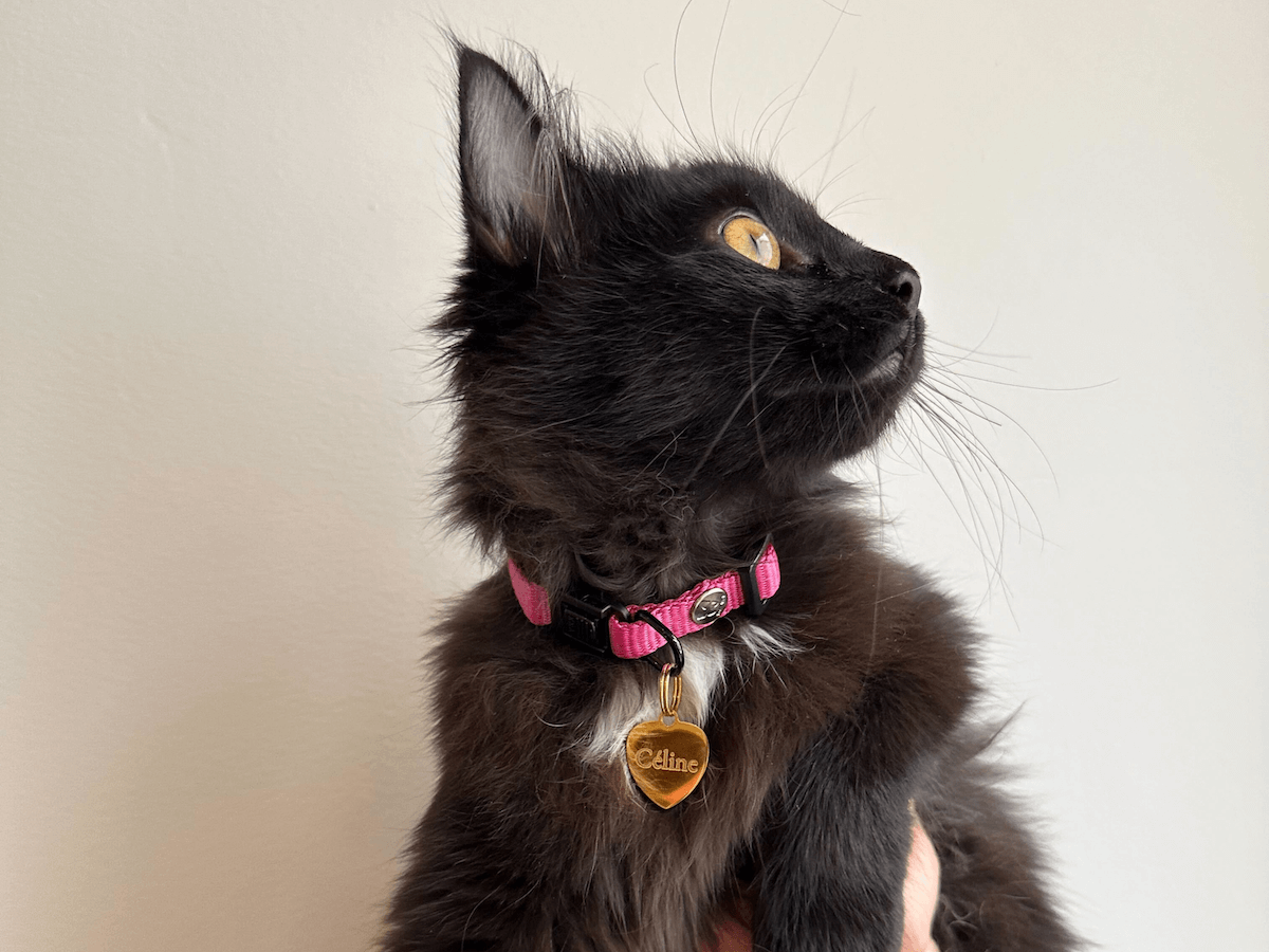 Chaton croisé Maine Coon