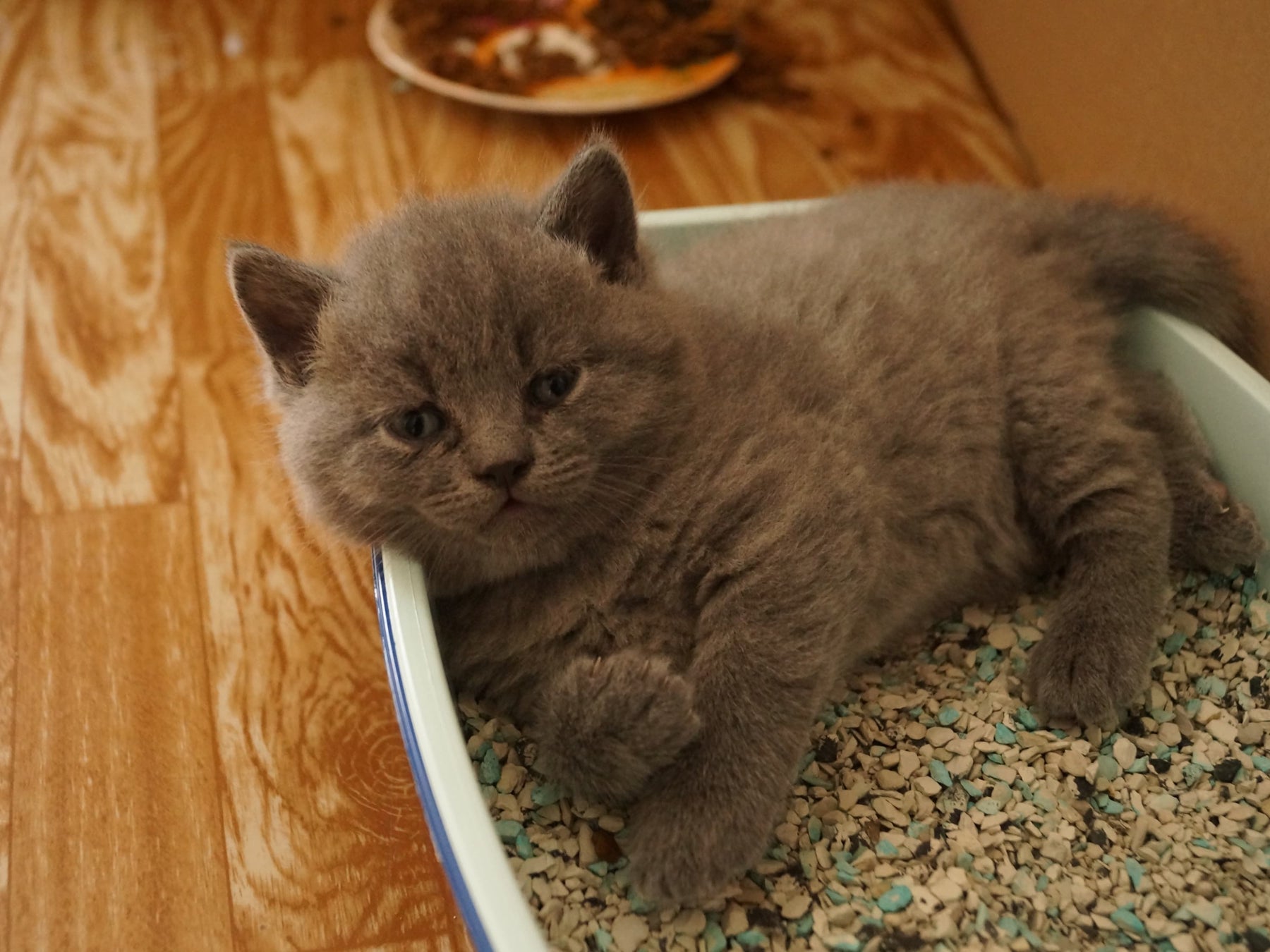 chaton dans sa litière