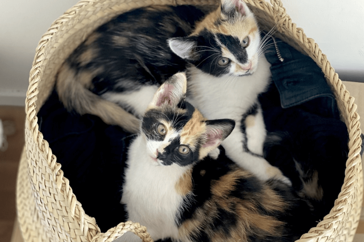 Chaton dans un panier