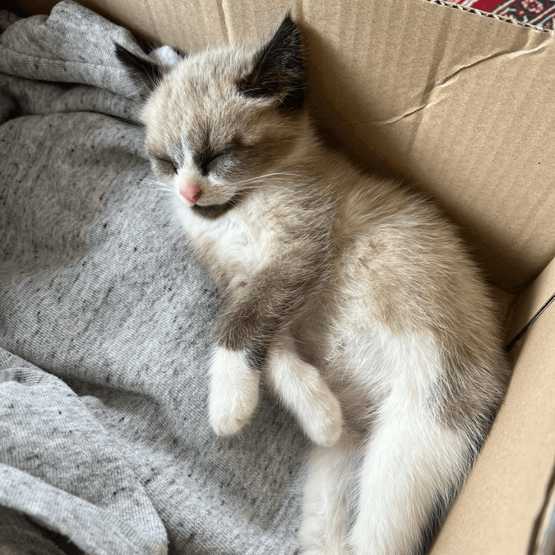 Chaton avec un ventre gonflé qui dort
