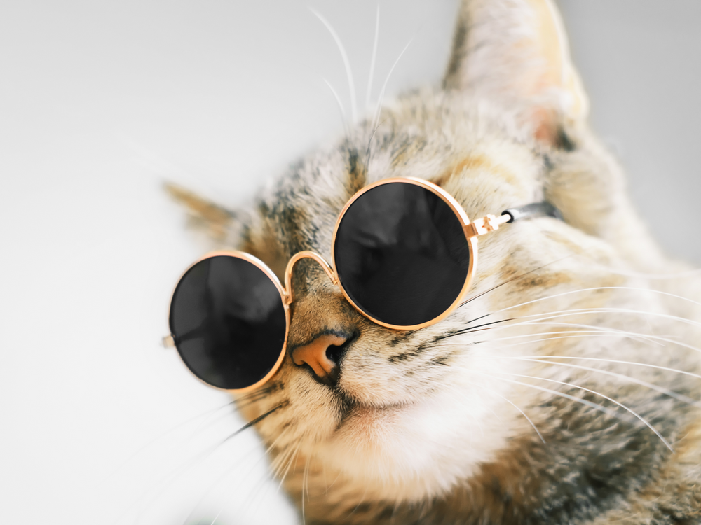 Chat qui porte des lunettes de star - Cinéma : nos 10 chats préférés du grand écran
