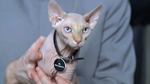 M. Bigglesworth, le chat dans le film Austin Power - Cinéma : nos 10 chats préférés du grand écran