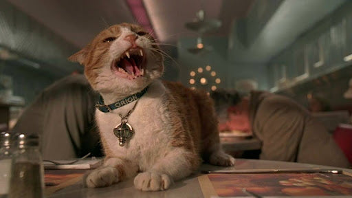 Orion, le chat dans le film Men in Black