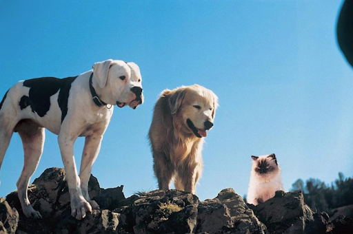 Sassy, le chat dans le film L'incroyable voyage