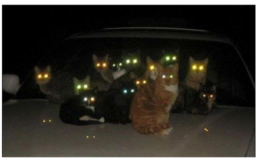 Plusieurs chats dans le noir  - 10 preuves que nos chats sont des espions
