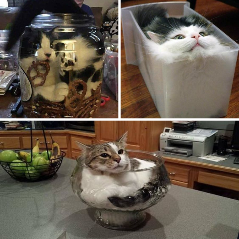 Chats allongés dans un vase, dans une boîte - 10 preuves que nos chats sont des espions