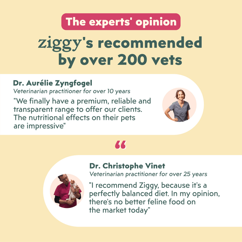 Avis vétérinaires Ziggy