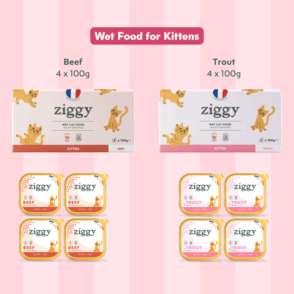 Composition du coffret pour chaton Ziggy alimentation pour chat et chaton saine et sans céréales