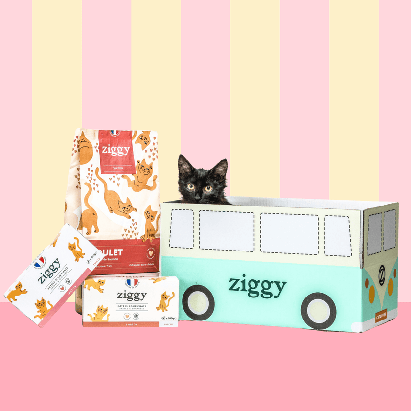 Composition du coffret découverte chaton