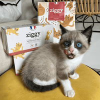 Chaton trop mignon qui se lèche les babines devant les croquettes et pâtées pour chaton Ziggy