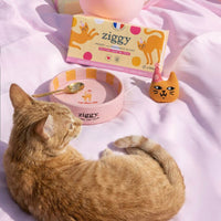 Chat adulte stérilisé à côté du coffret Jour de Fête pour chat Ziggy