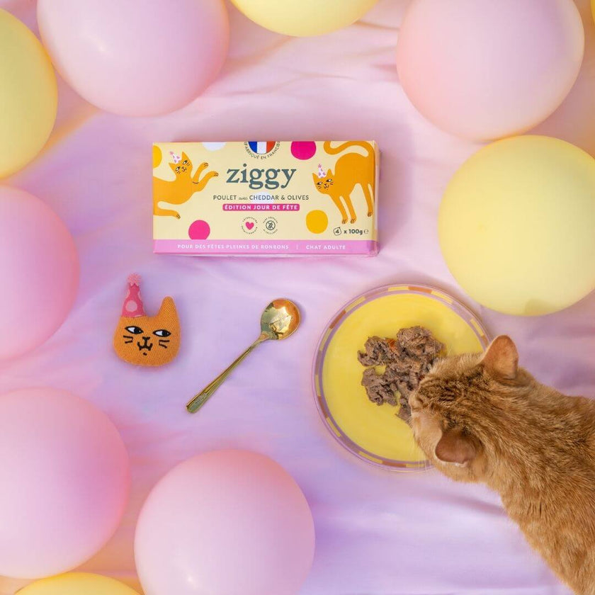 Coffret Jour de Fête Ziggy - photo ambiance festive