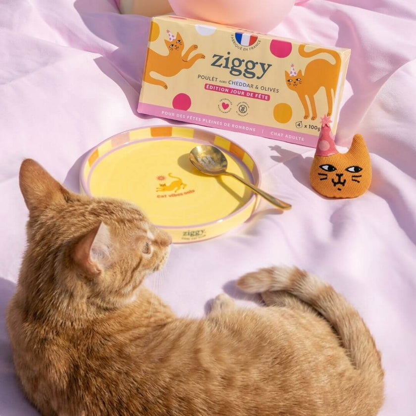 Coffret Jour de Fête Ziggy - édition limitée avec pâtée, peluche et accessoires pour chat
