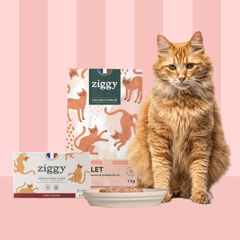 Composition du coffret chat senior