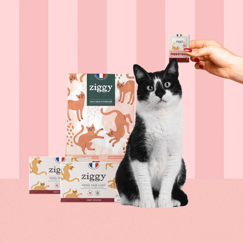 Composition du coffret chat senior