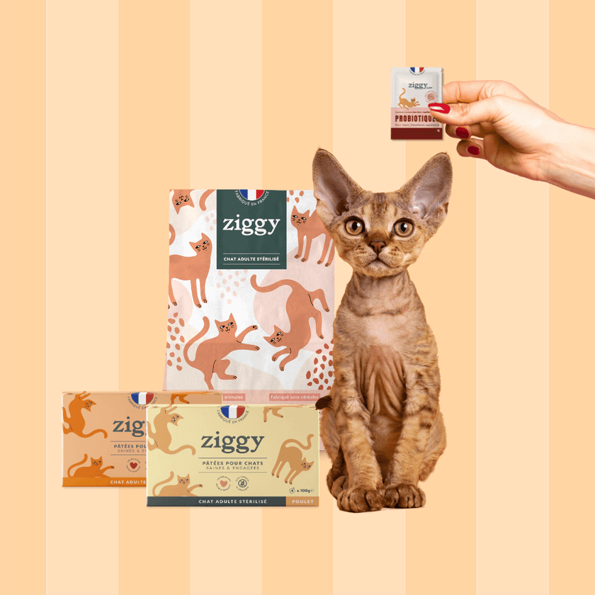 Composition du coffret découverte pour chat adulte stérilisé Ziggy comprenant des croquettes et pâtées pour chat adulte stérilisé ainsi que des probiotiques pour chat