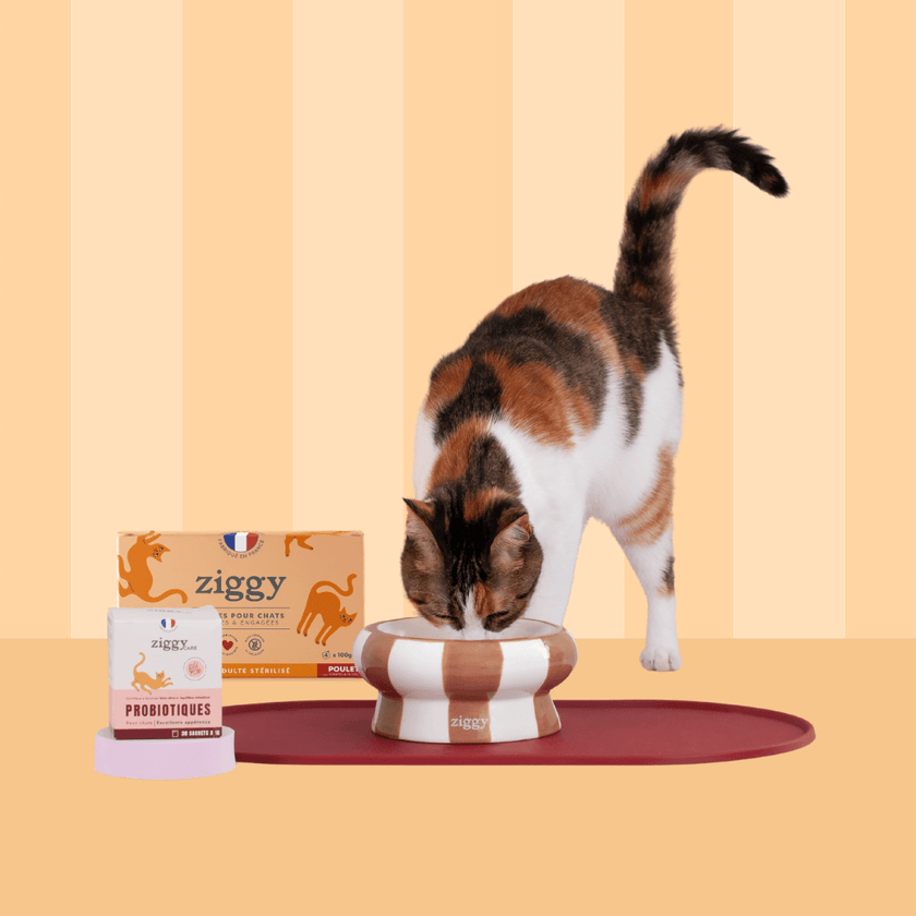 Composition du coffret découverte pour chat adulte stérilisé Ziggy comprenant des croquettes et pâtées pour chat adulte stérilisé ainsi que des probiotiques pour chat