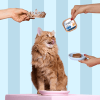 Composition du coffret découverte pour chat adulte stérilisé Ziggy comprenant des croquettes et pâtées pour chat adulte stérilisé ainsi que des probiotiques pour chat