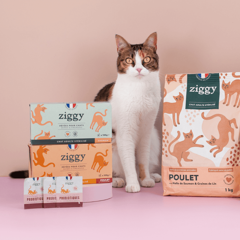 Composition du coffret découverte pour chat adulte stérilisé Ziggy comprenant des croquettes et pâtées pour chat adulte stérilisé ainsi que des probiotiques pour chat