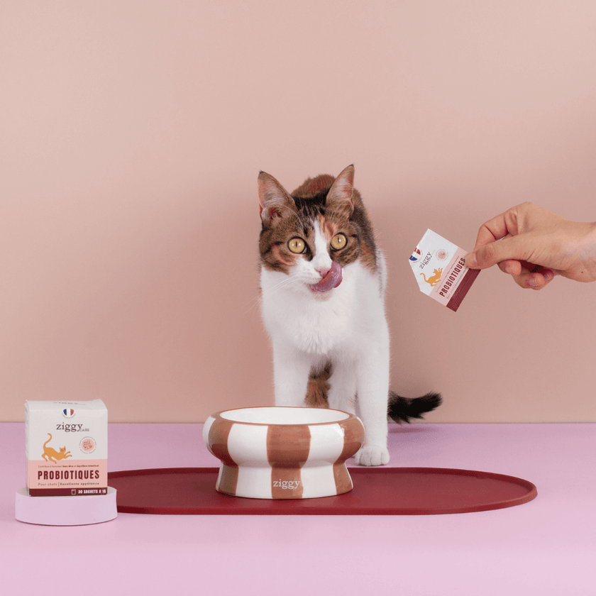 Chat adulte stérilisé avec les croquettes, pâtées, litière et probiotiques pour chat Ziggy qui composent le coffret digestion pour chat adulte 