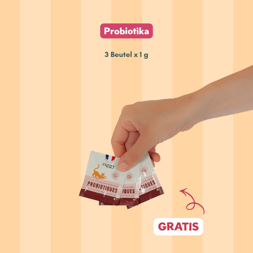 Entdeckungsset für sterilisierte erwachsene Katzen Ziggy