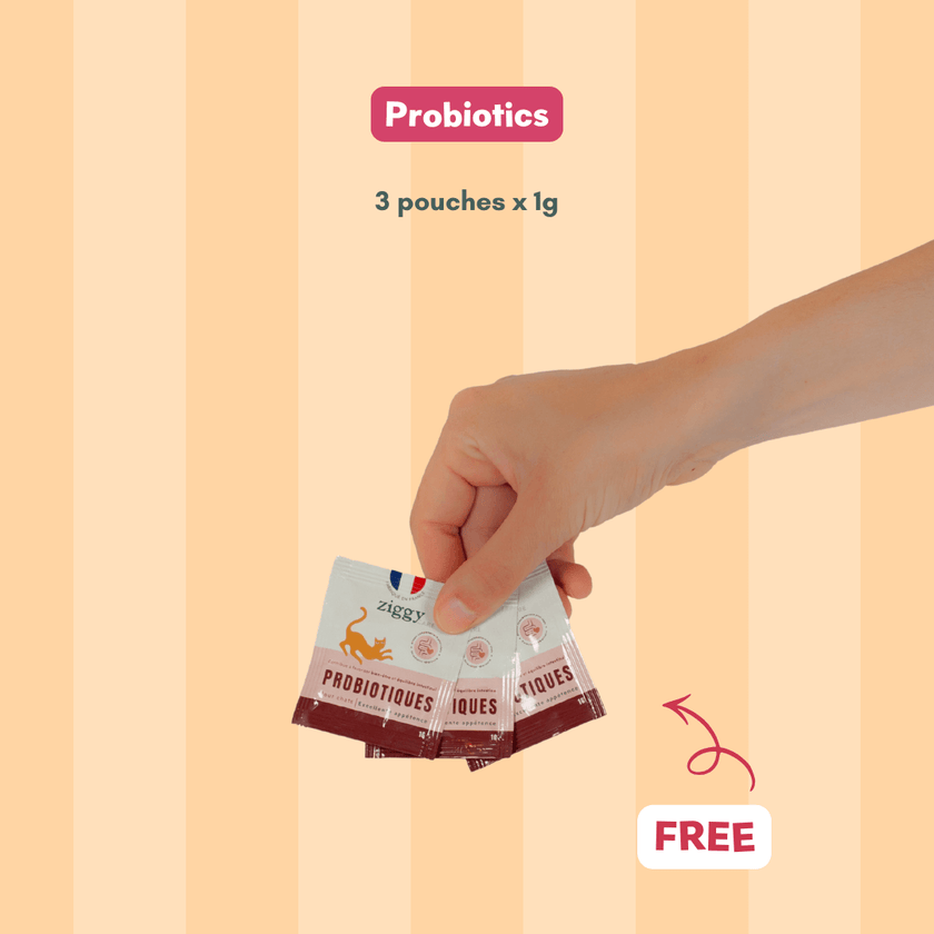 Ziggy Discovery Box for sterilized adult cats