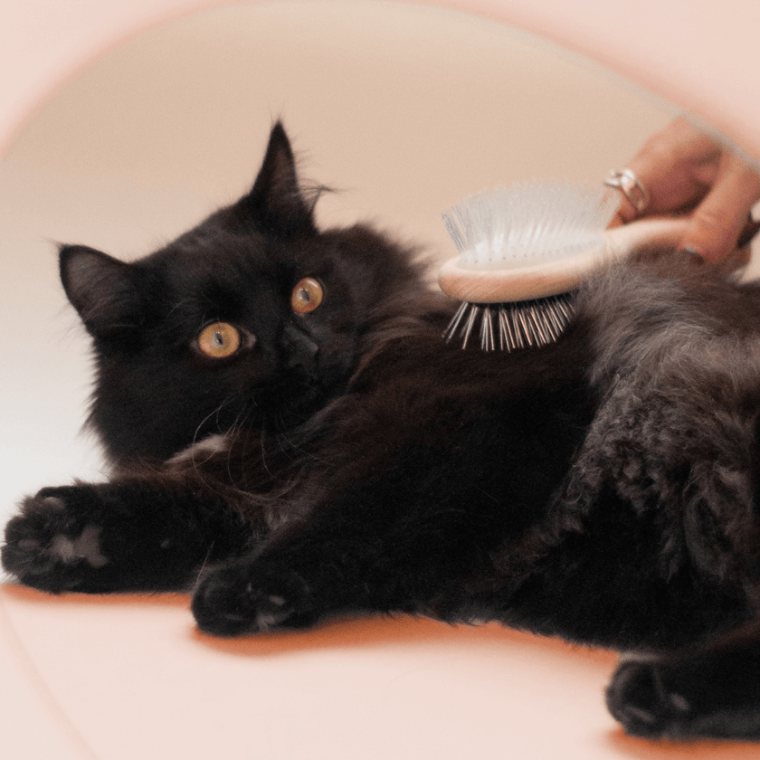 Contenu du coffret Pelage pour chat adulte stérilisé de la marque Ziggy qui comprend des croquettes et pâtées pour chat adulte stérilisé, une brosse pour chat et un flacon d'huile de poisson et d'algues pour chat