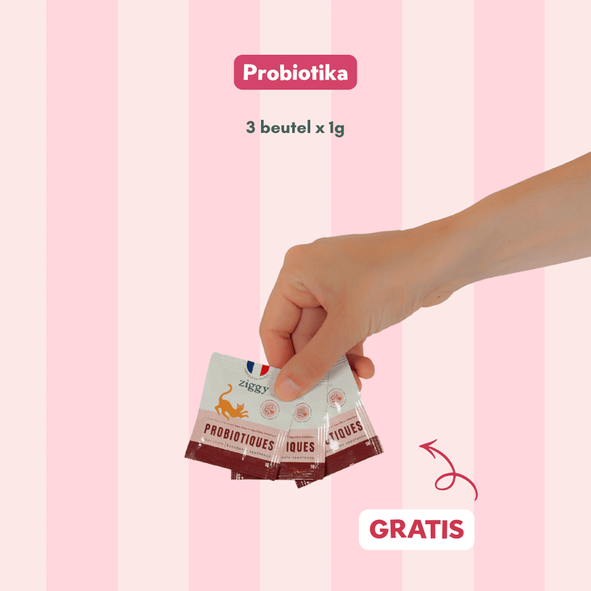 Entdeckungsset für sterilisierte erwachsene Katzen Ziggy