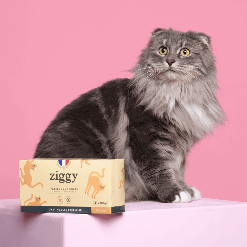 Chat à côté de la pâtée pour chat au poulet sans céréales