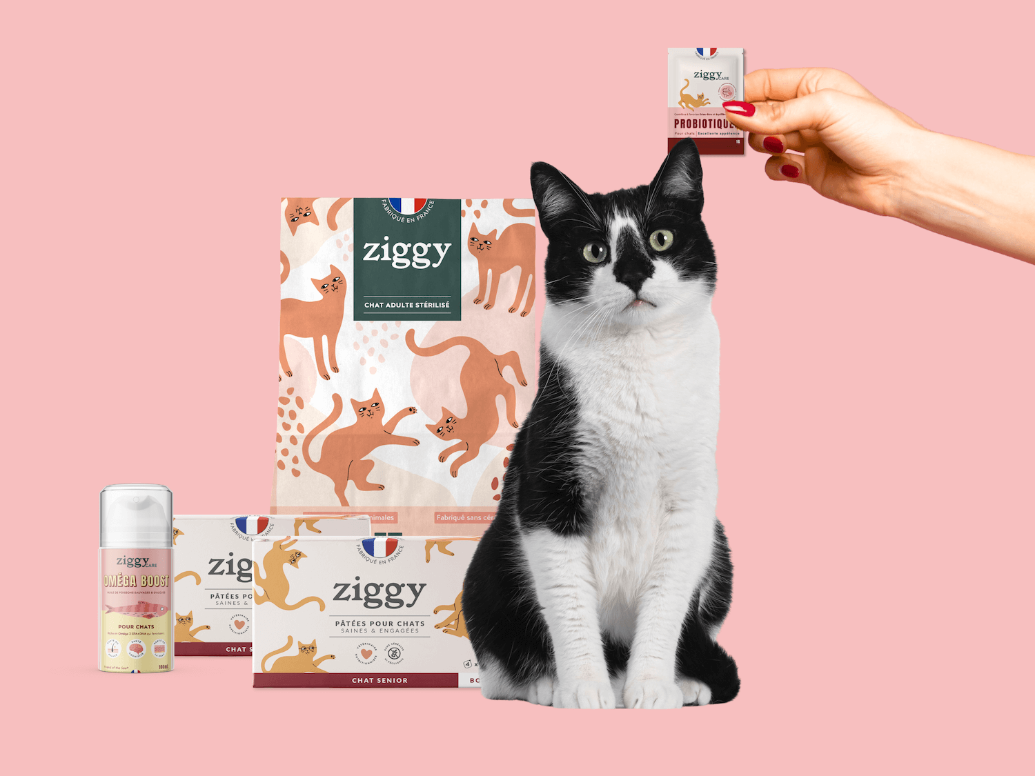 Chat senior à côté du coffret chat senior Ziggy