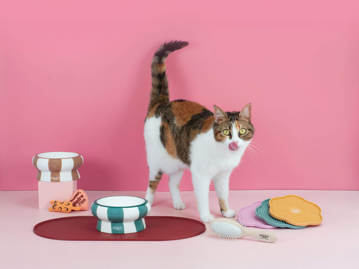 Magnifique chat adulte stérilisé à côté des accessoires pour chat Ziggy de la gamme Cool Cat Club