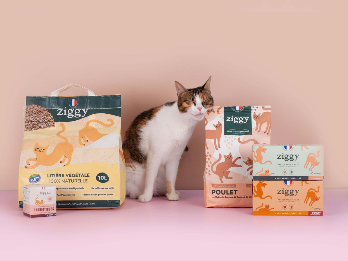 Magnifique chat adulte stérilisé à côté des croquettes, pâtées, litière et compléments alimentaires pour chat Ziggy