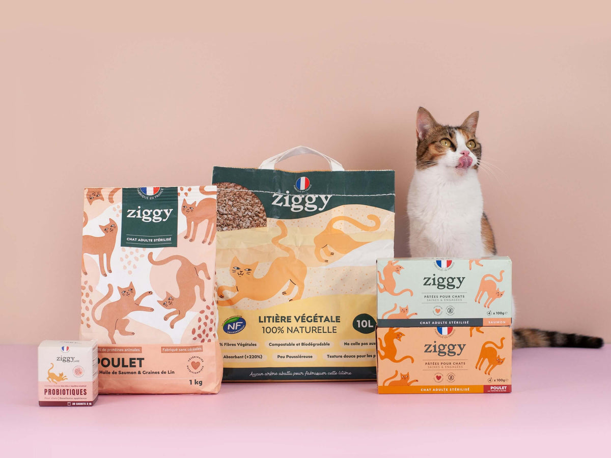 Magnifique chat adulte stérilisé à côté des croquettes, pâtées, litière et compléments alimentaires pour chat Ziggy