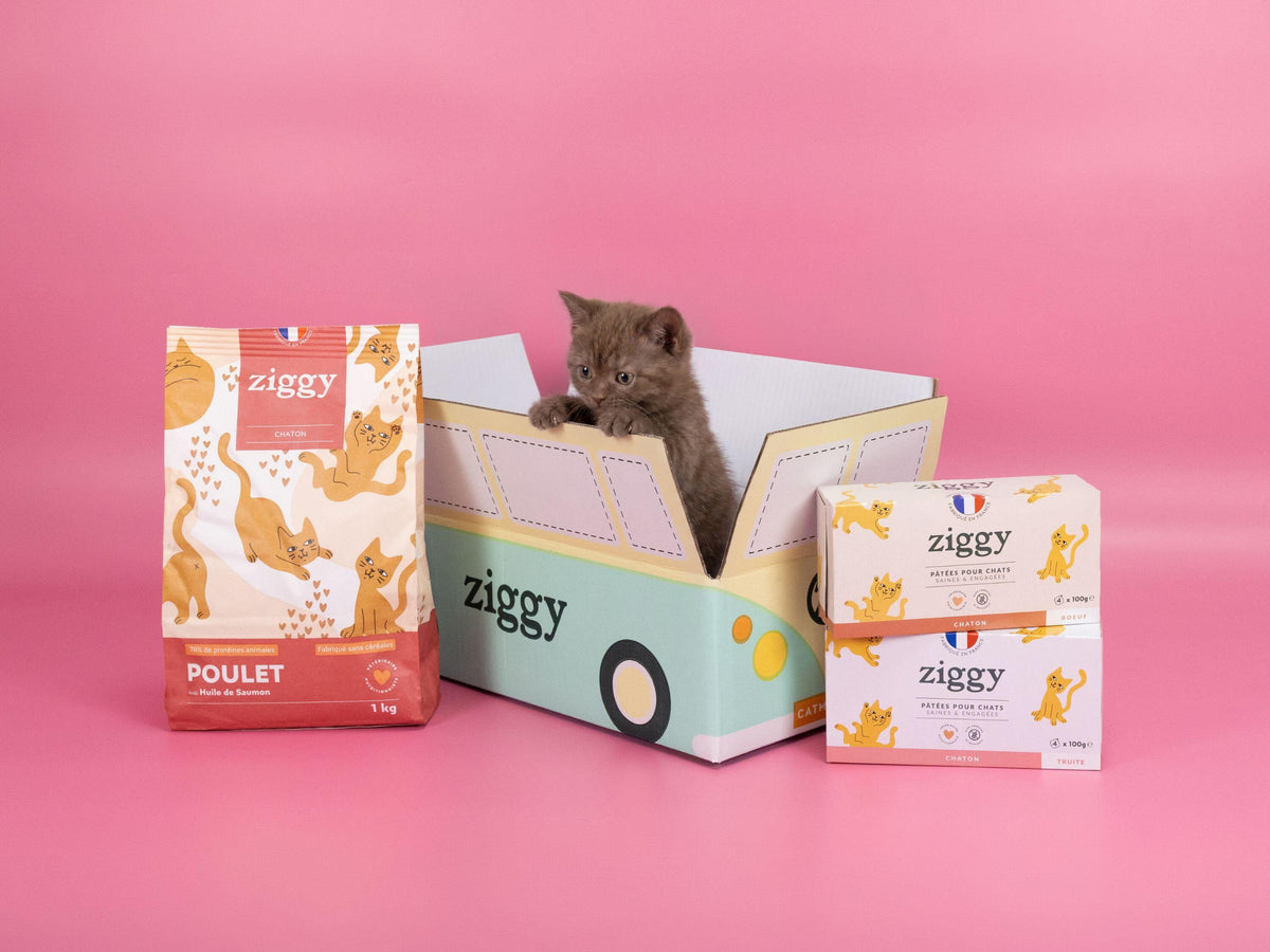 Chaton dans le carton d'expédition Ziggy, la cat mobile, à côté des croquettes et pâtées pour chaton Ziggy