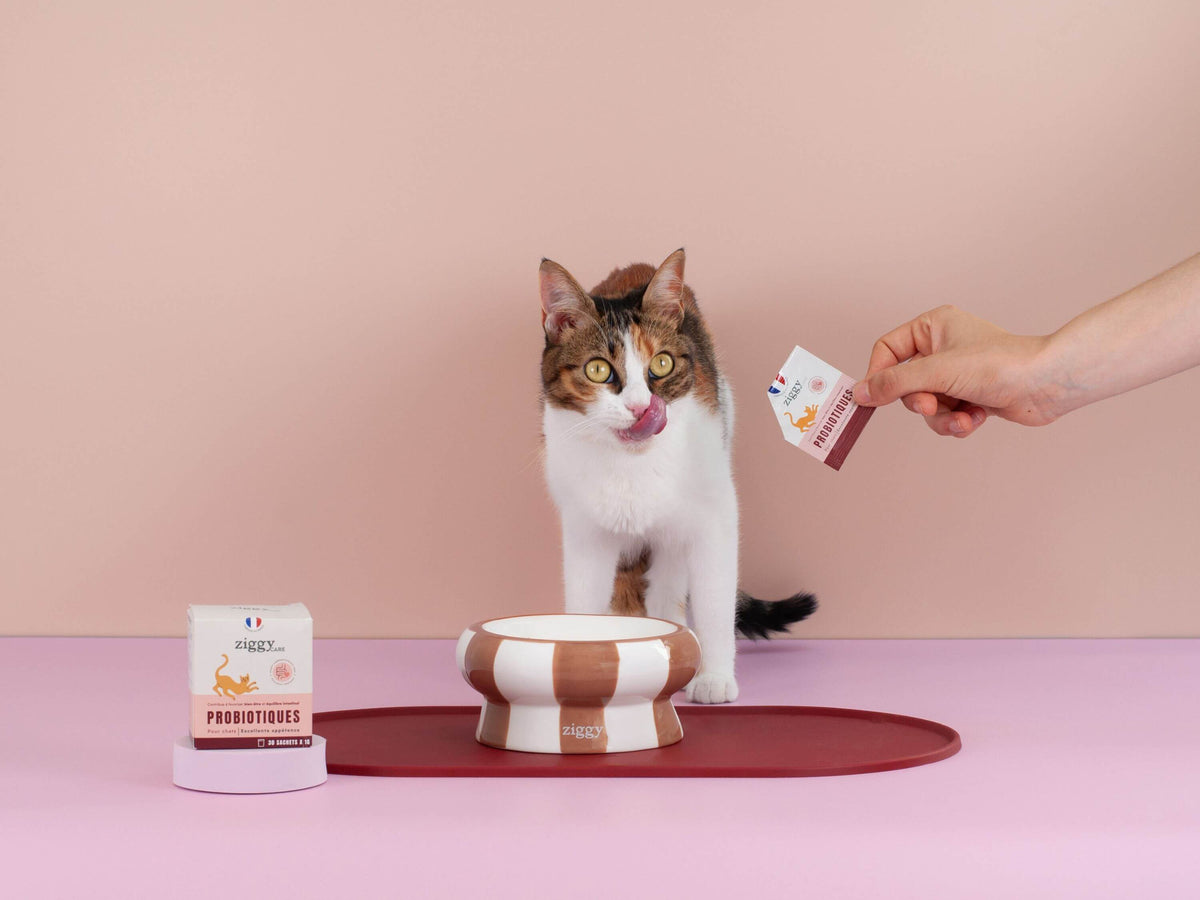 Magnifique chat adulte stérilisé à côté des probiotiques pour chat Ziggy