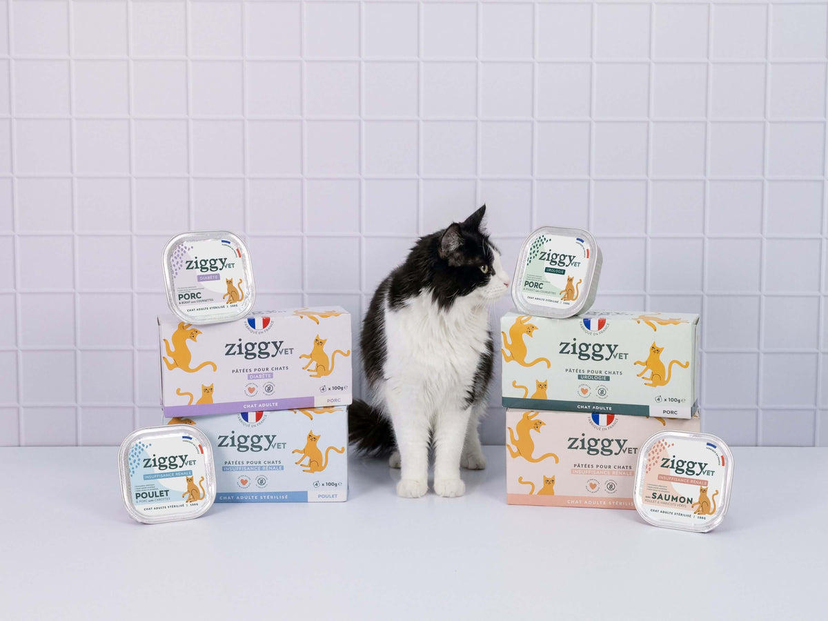 Chat adulte qui mange la pâtée vétérinaire Ziggy