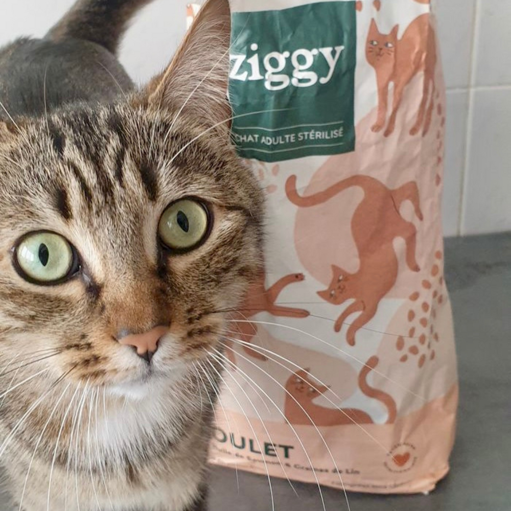 Ziggy - 5 raisons de changer les croquettes de votre chat