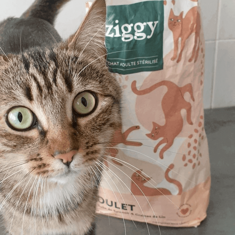 Chat adulte stérilisé devant un paquet de croquettes pour chat adulte stérilisé au poulet Ziggy