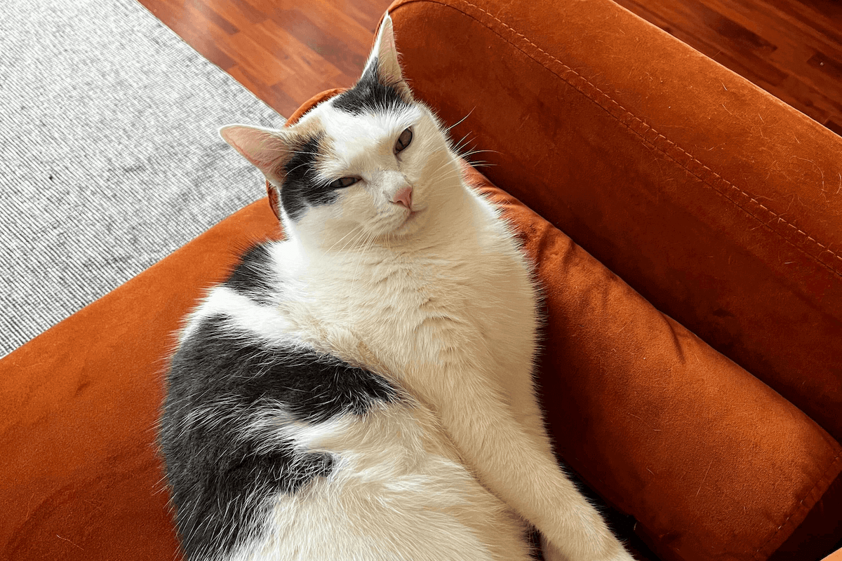chat deshydrate allongé sur un canape