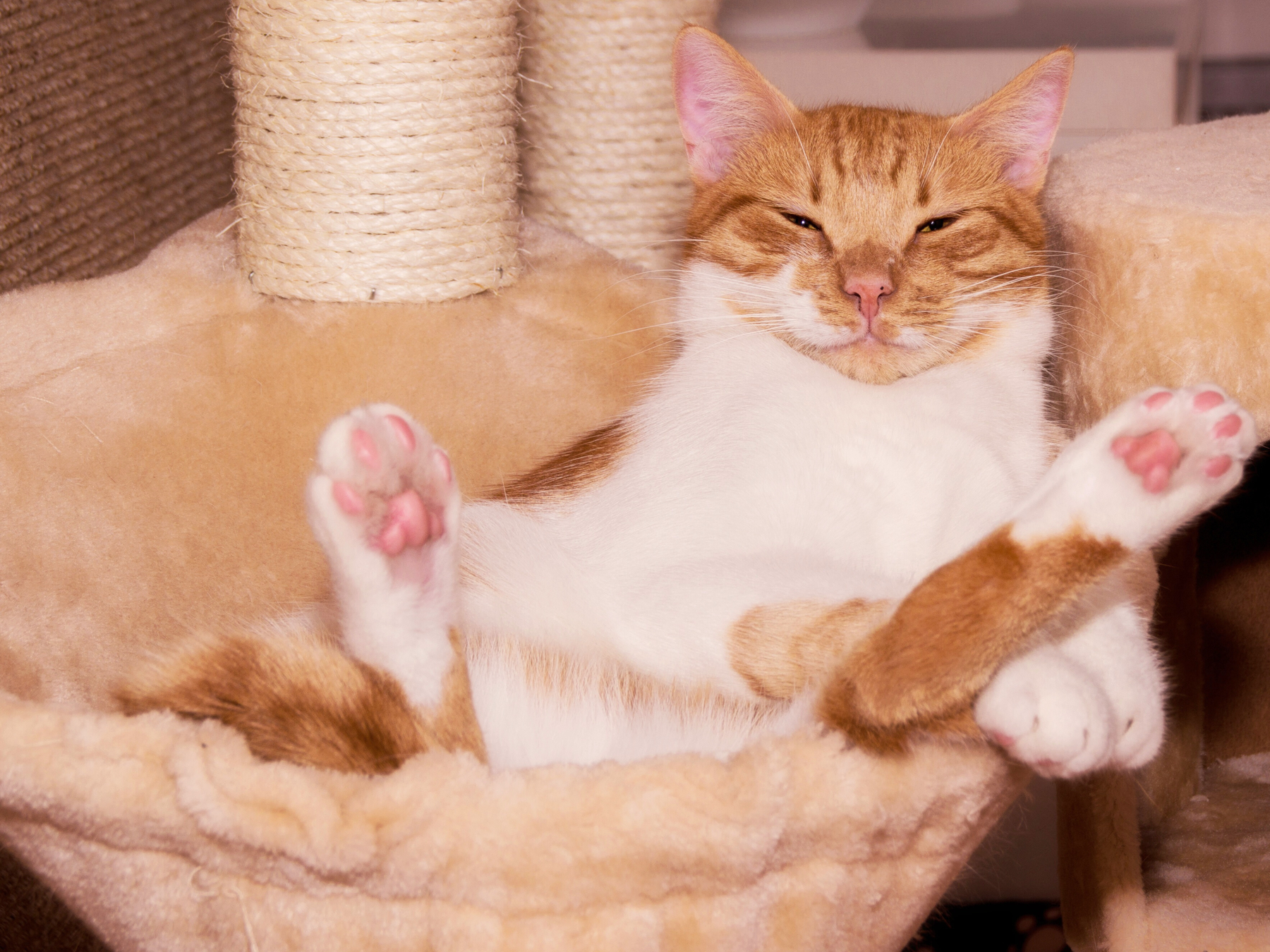 chat bien au chaud dans son arbre à chat