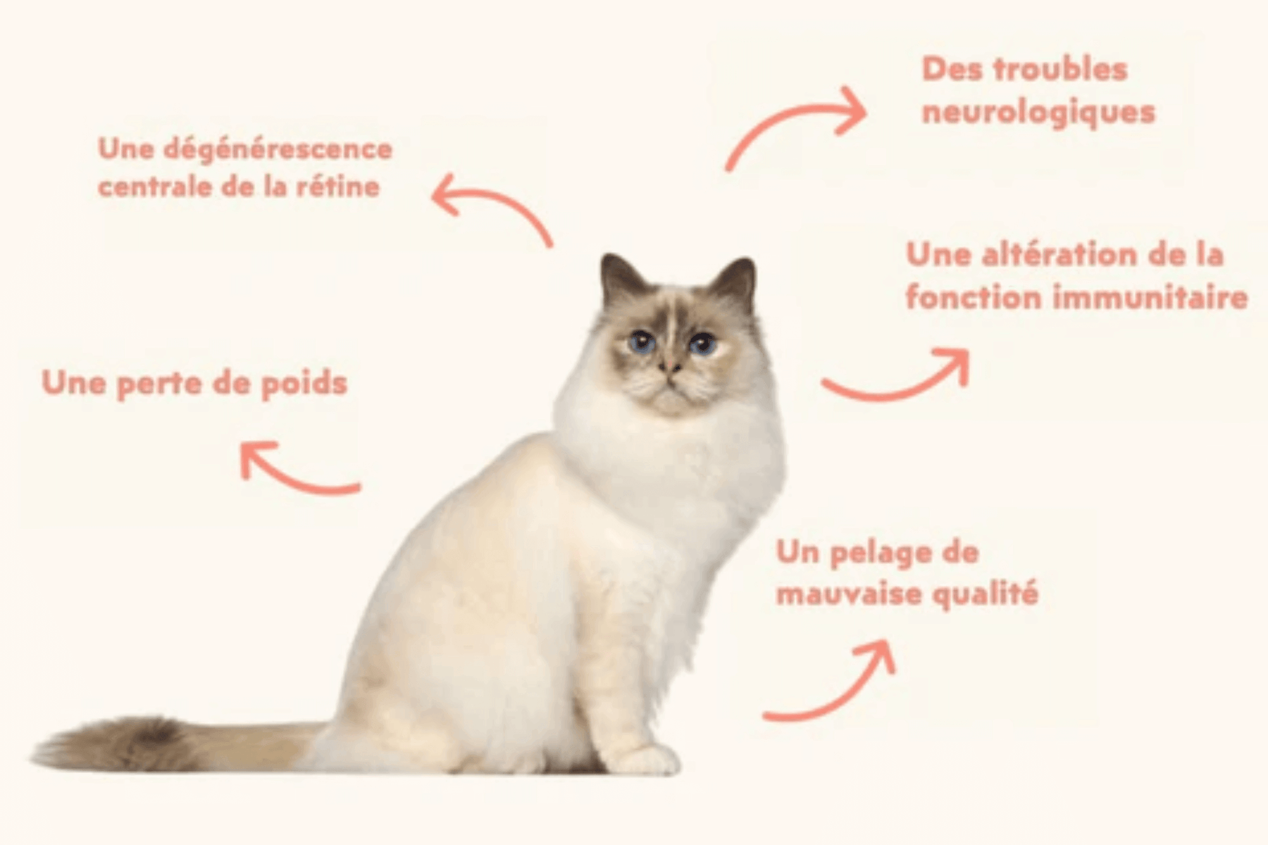 conséquences d'une mauvaise alimentation chez le chat