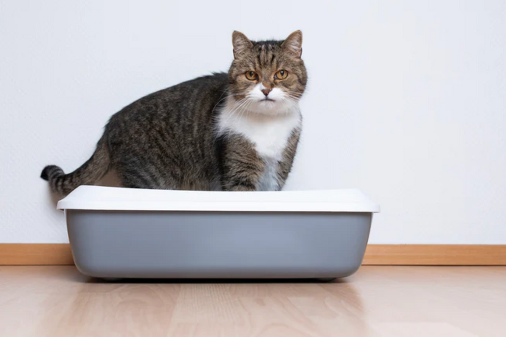 chat constipé dans sa litière - Chat constipé : Pourquoi et que faire contre la constipation chez votre chat ?